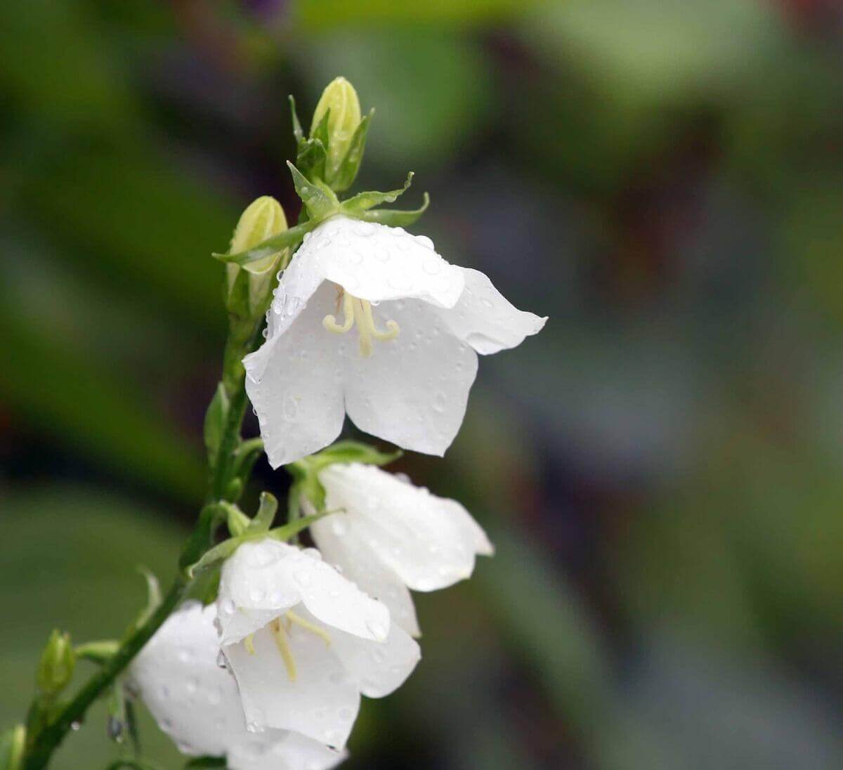 <p style="text-align: justify;">C'est le 20 décembre 1999 que Candiac s'est dotée d'une fleur emblème : la Campanula carpatica blanche Campanule des Carpates en français - White Clips / Tussock Bellflower en anglais). Petite vivace, elle se caractérise par la forme de ses fleurs en clochettes pendantes, d'où l'origine de son nom latin.</p>
<p style="text-align: justify;">Populaire et d'entretien facile, sa spectaculaire floraison blanche en début d'été contribue à éclairer les endroits mi-ombragés. Par ailleurs, sa capacité d'adaptation à divers types de sols et d'ensoleillements lui permet de fleurir abondamment partout ! C'est pourquoi les citoyens de Candiac sont invités à planter des campanules sous les arbres, dans une rocaille, dans les boîtes à fleurs ou encore, en bordure des plates-bandes. </p>